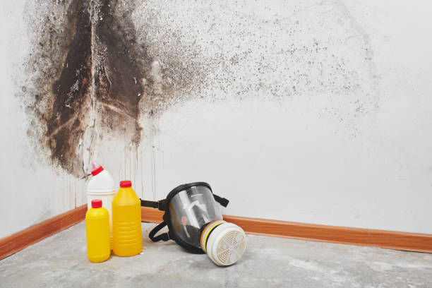 Best Certified Mold Removal  in Holiday Shores, IL