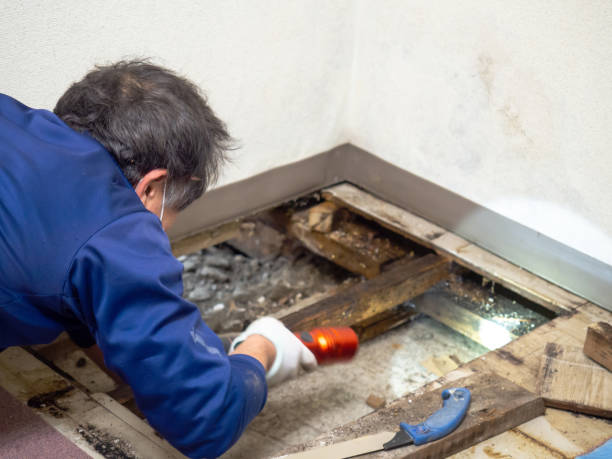 Best Office Mold Removal Services  in Holiday Shores, IL