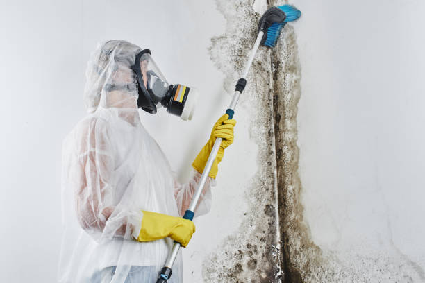 Best Crawl Space Mold Removal  in Holiday Shores, IL