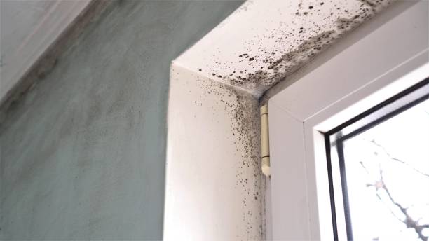 Crawl Space Mold Removal in Holiday Shores, IL