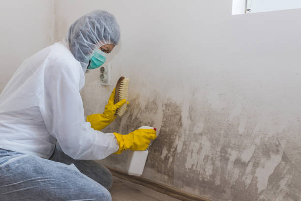 Best Toxic Mold Removal  in Holiday Shores, IL