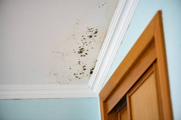 Best Attic Mold Removal  in Holiday Shores, IL