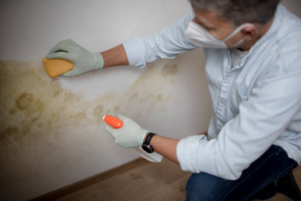 Best Black Mold Removal  in Holiday Shores, IL