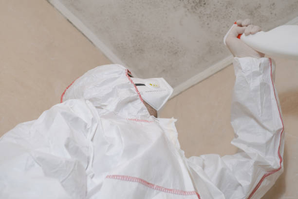 Best Mold Removal Specialists  in Holiday Shores, IL