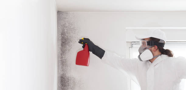 Best Mold Removal Process  in Holiday Shores, IL