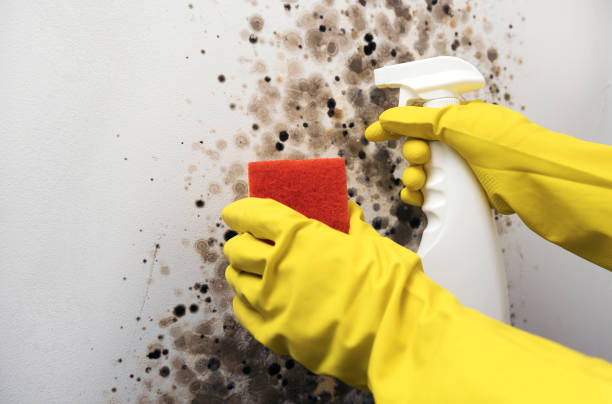 Best Emergency Mold Removal  in Holiday Shores, IL