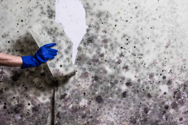 Best Same-Day Mold Removal  in Holiday Shores, IL