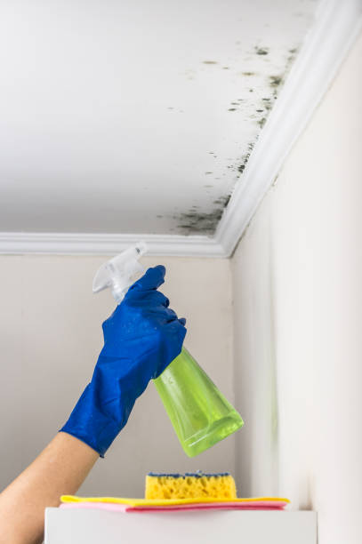 Best Commercial Mold Removal  in Holiday Shores, IL