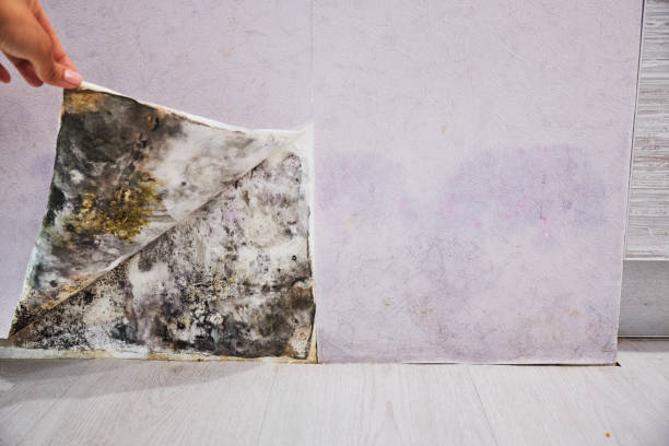 Best Local Mold Removal Service  in Holiday Shores, IL